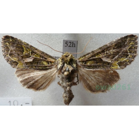 Trachea atriplicis (Linnaeus, 1758) male Agatówka łobodnica Czech52h